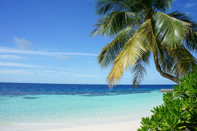 Landscape photograph of the beach with blue water and palm trees