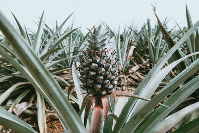 Pineapple plants