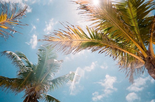 Blue sky and palm trees